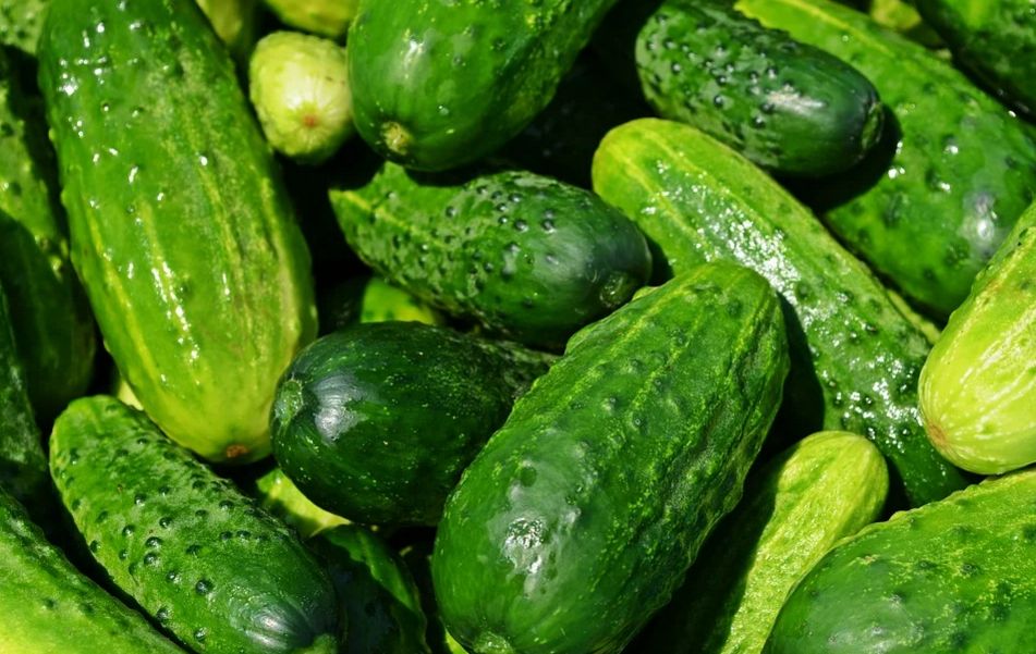 Cucumbers