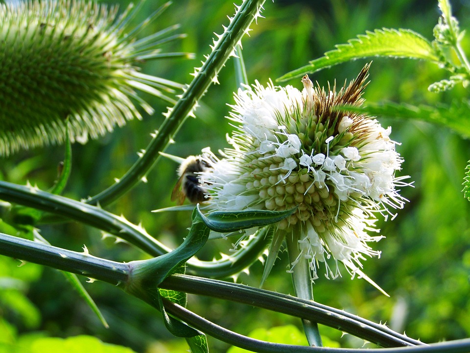 Milk thistle