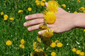 Dandelion