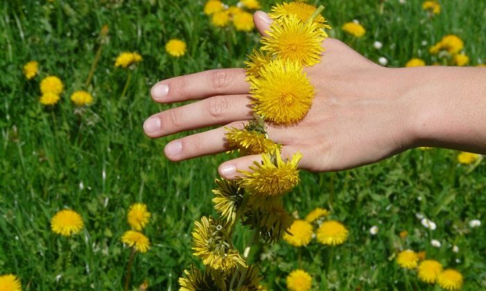 Dandelion