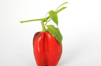 Peppers