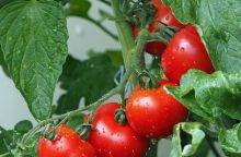 Tomatoes
