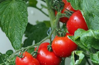 Tomatoes