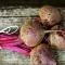 Beetroot