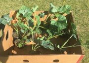 Watermelons