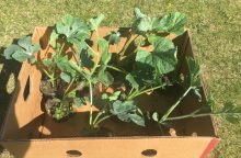 Watermelons