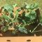 Watermelons