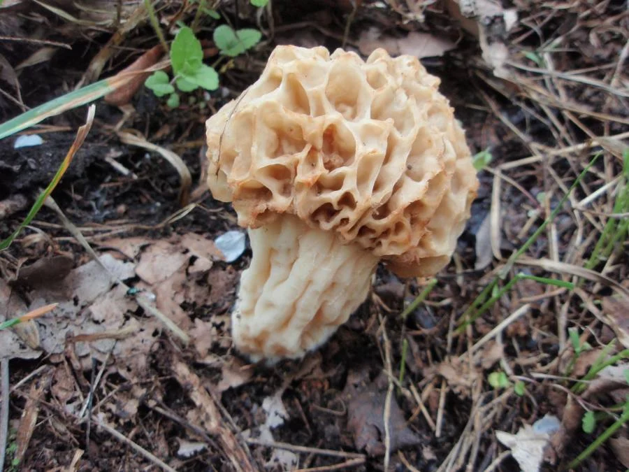 Common morel