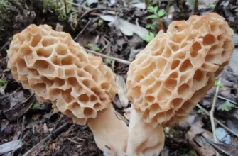 Common morel