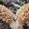 Common morel