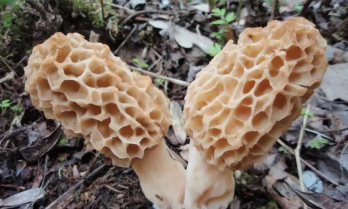 Common morel