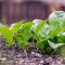 Spinach