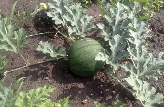 Watermelons
