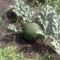 Watermelons