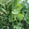 Horseradish