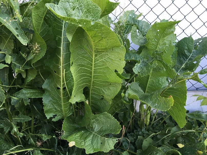 Horseradish