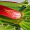 Rhubarb