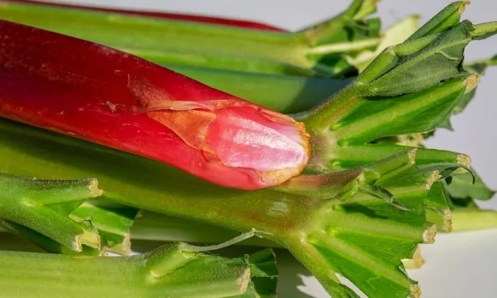 Rhubarb