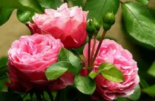 Roses