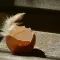 Eggshells