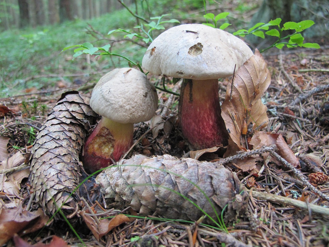 Scarletina mushroom