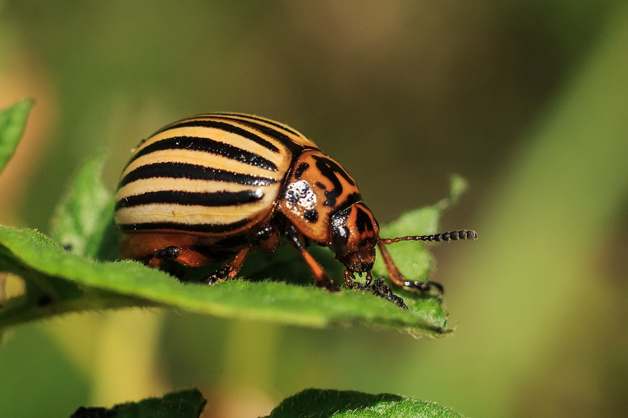 Colorado beetle