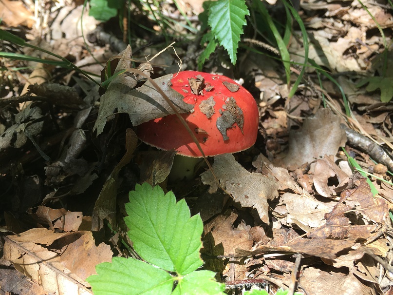 Russula mushrooms 