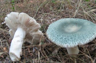 Russula mushrooms