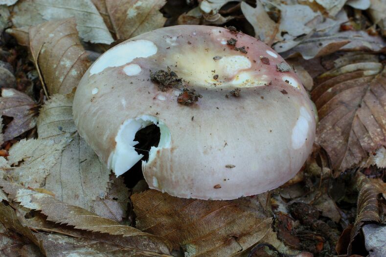 Russula mushrooms 