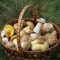 Mushrooms