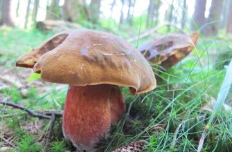 Scarletina mushroom