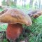 Scarletina mushroom