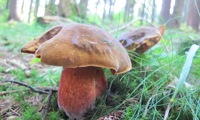 Scarletina mushroom