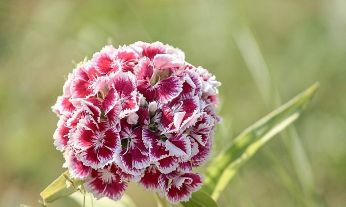 Carnation