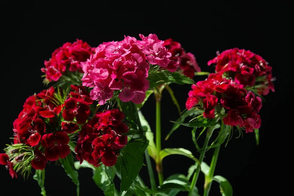 Carnation 