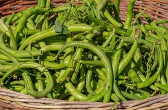 French beans