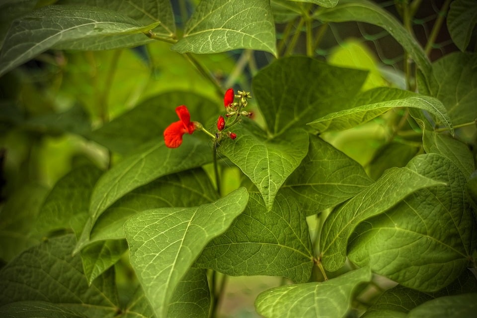 French beans 