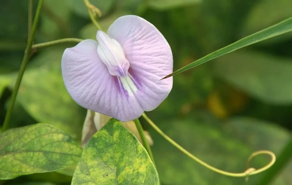 Butterfly pea 