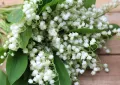 Lily of the valley