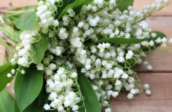 Lily of the valley