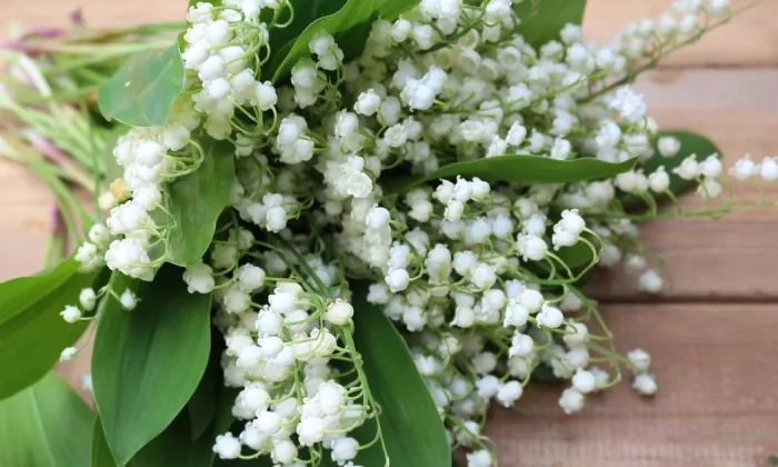 Lily of the valley