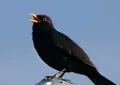 Blackbird