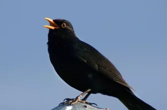 Blackbird