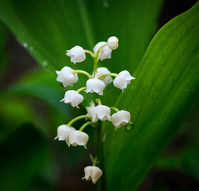 Lily of the valley