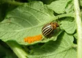 Colorado potato beetle