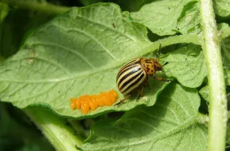 Colorado potato beetle