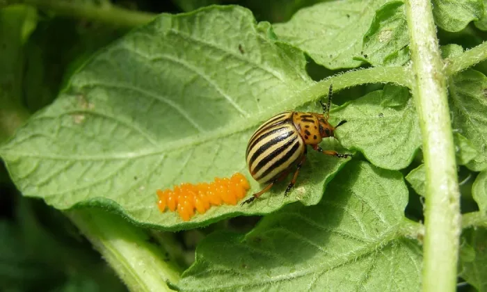 Colorado potato beetle