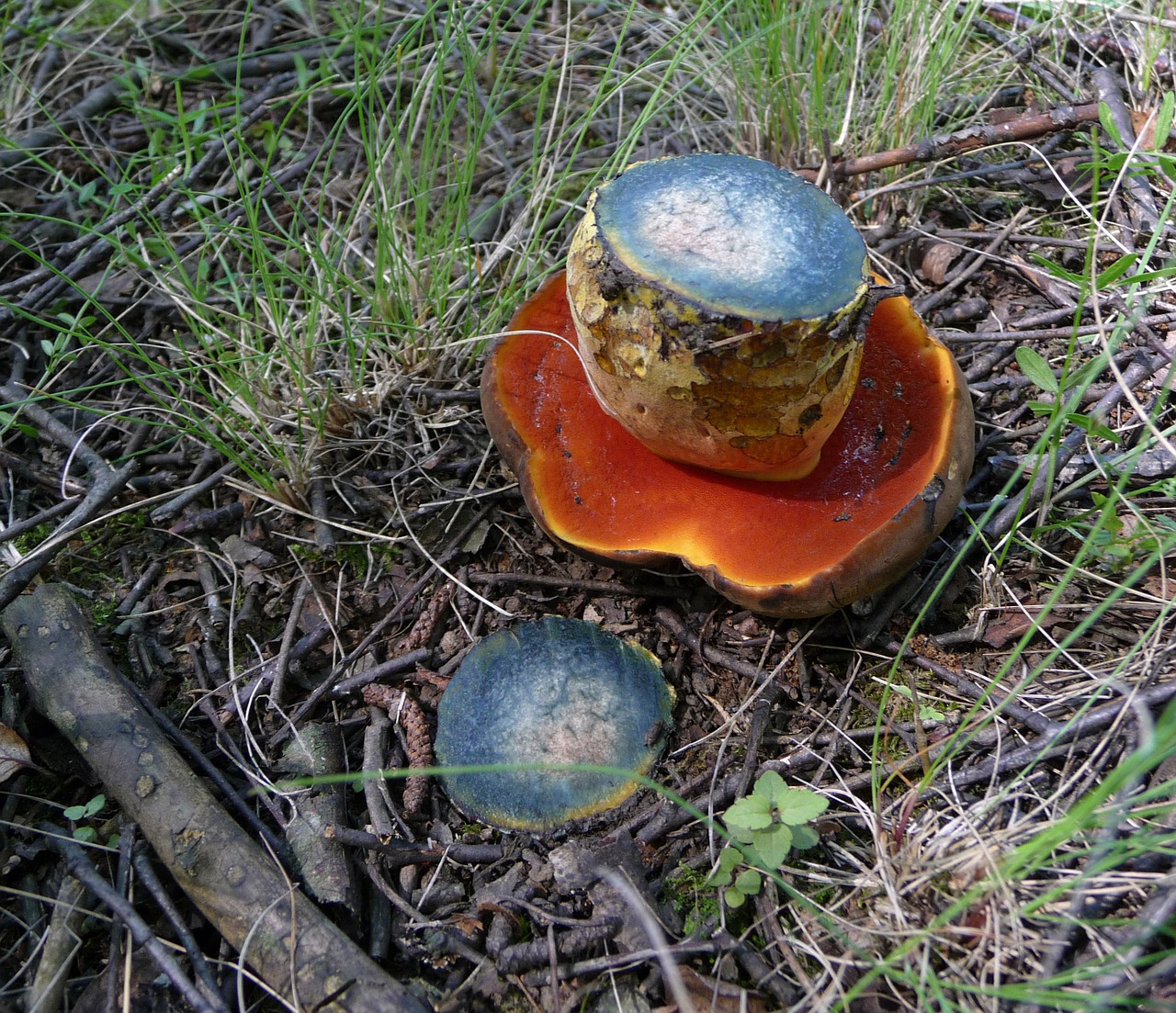 Scarletina mushroom