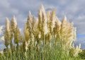 Pampas grass