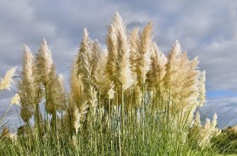 Pampas grass